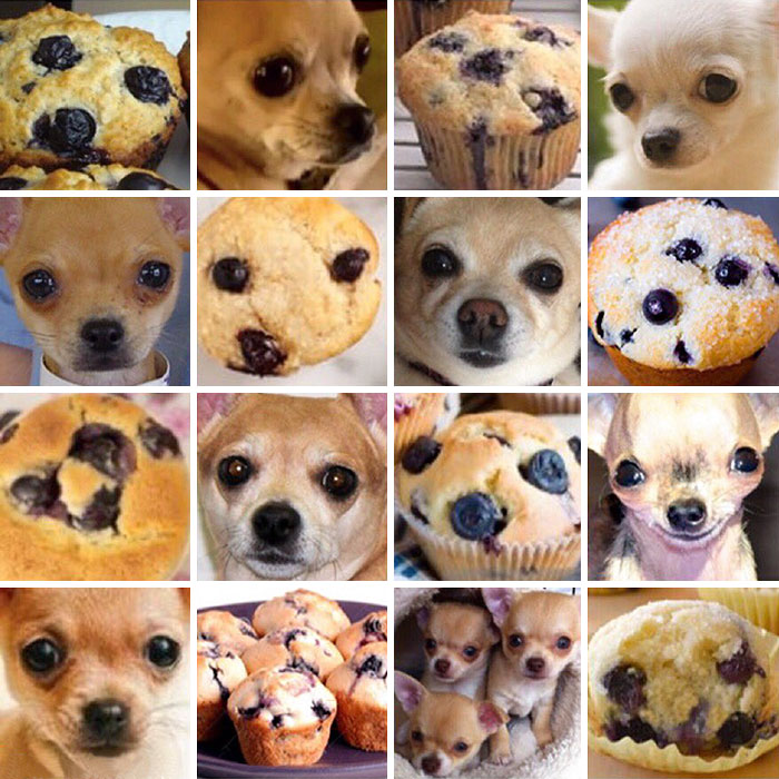 dog_vs_food